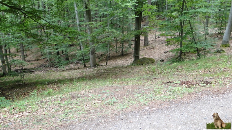 Ritterstein Nr. 127-8 Erlenbrunnen 140Schr..JPG - Ritterstein Nr.127  Erlenbrunnen 140Schr.                          